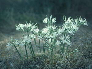 חבצלת קטנת פרחים חבצלת קטנת פרחים