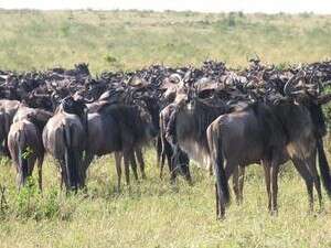 גנו לבן זקן גנו לבן זקן