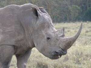 קרנף רחב שפה קרנף רחב שפה