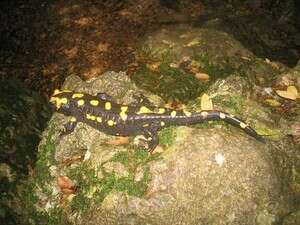 נחל יגור נחל יגור