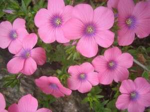 נחל יגור נחל יגור