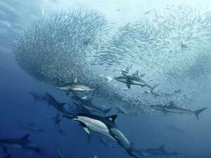 מרוץ סרדינים באינדונזיה מרוץ סרדינים באינדונזיה