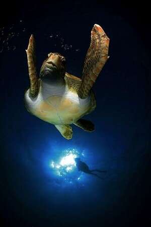 תמונה של ארתורו טלה תמונה של ארתורו טלה