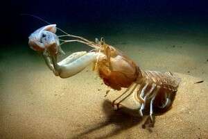 תמונה של דוויג דייררט תמונה של דוויג דייררט