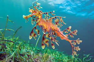 התמונה של אלכס מסטרד התמונה של אלכס מסטרד