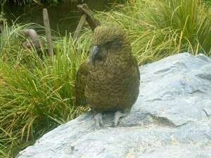 ניו זילנד ניו זילנד