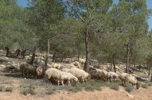רעייה מבוקרת של עדרים ביער רעייה מבוקרת של עדרים ביער
