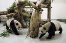 דובי הפנדה הסיניים במעונם החדש בטייוואן. דובי הפנדה הסיניים במעונם החדש בטייוואן.