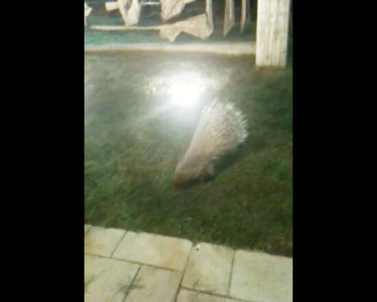 צולם באמצעות מכשיר טלפון נייד צולם באמצעות מכשיר טלפון נייד