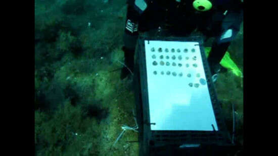 ������ ������� ����' ��� ��������, ���������� �� ����