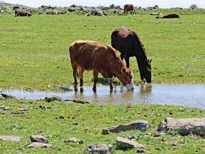 מוסיפות לחגיגה. פרות לוגמות ממקווה מים. צילום: דובי זכאי מוסיפות לחגיגה. פרות לוגמות ממקווה מים. צילום: דובי זכאי