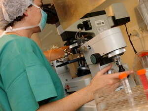 הפריית מבחנה צילום: אלי דסה הפריית מבחנה צילום: אלי דסה