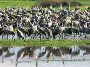 עגורים בעמק החולה עגורים בעמק החולה
