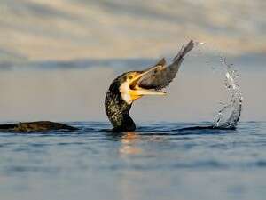 קורמורן בולע דג שצד במדגה. זוכה התחרות בשנה שעברה קורמורן בולע דג שצד במדגה. זוכה התחרות בשנה שעברה