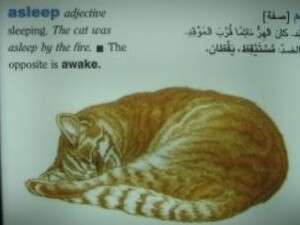 חתול ישן מול האש חתול ישן מול האש