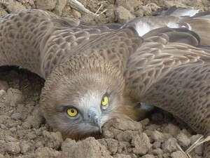 חיוויאי פצוע בשדה חיוויאי פצוע בשדה