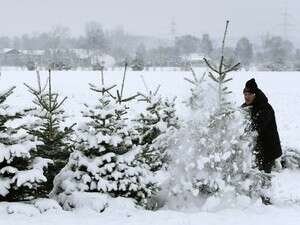 שלג מכסה את עצי חג המולד במינכן. יחשב למראה נדיר בעוד כמאה שנה שלג מכסה את עצי חג המולד במינכן. יחשב למראה נדיר בעוד כמאה שנה