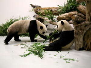 דובי פנדה. יצמצמו את התלות בנפט? דובי פנדה. יצמצמו את התלות בנפט?