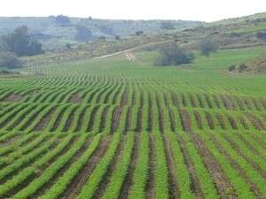 ��� ��� �������