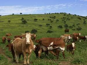 מרעה בקר. אחראים על 18% מפליטת גזי החממה מרעה בקר. אחראים על 18% מפליטת גזי החממה