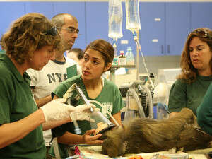 טיפול ווטרינרי טיפול ווטרינרי