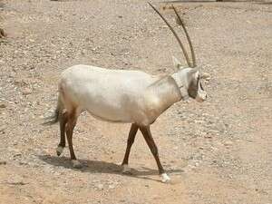 ראם לבן. היורש של חד הקרן? ראם לבן. היורש של חד הקרן?