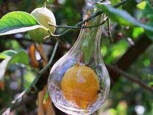 לימון של עץ הבקבוקים לימון של עץ הבקבוקים