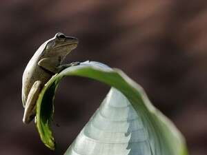 צפרדע. שליש מאוכלוסיית הצפרדעים יעלם בעשורים הבאים צפרדע. שליש מאוכלוסיית הצפרדעים יעלם בעשורים הבאים