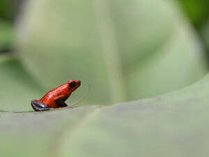 צפרדע. מדי שנה נקטלים מיליארד צפרדעים צפרדע. מדי שנה נקטלים מיליארד צפרדעים