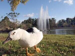 ברווז בפארק הירקון ברווז בפארק הירקון