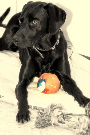 הכלב בני. רק מפני שאינכם רואים פרעושים, אין המשמעות שהם לא שם הכלב בני. רק מפני שאינכם רואים פרעושים, אין המשמעות שהם לא שם