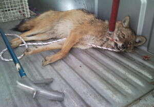 השועל שנלכד. השועל שנלכד.