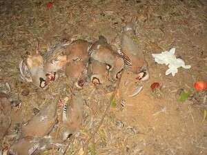 ������ �������