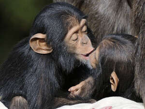 ליצ'י וליבי לא מפסיקים להתנשק. גורי שימפנזה בני שנה ליצ'י וליבי לא מפסיקים להתנשק. גורי שימפנזה בני שנה