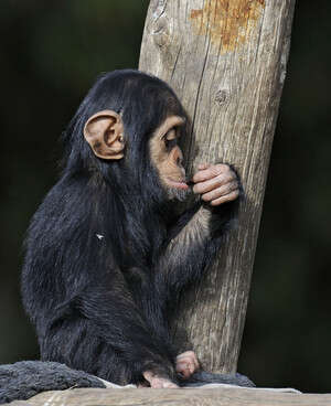 גור השימפנזה, אלון, בן שנה גור השימפנזה, אלון, בן שנה