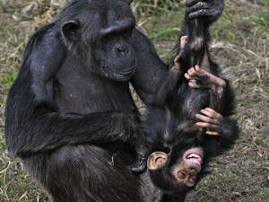 חגיגת יום הולדת לשימפנזה. לונה וליצ'י חגיגת יום הולדת לשימפנזה. לונה וליצ'י