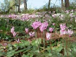 פריחת הרקפות. פריחת הרקפות.