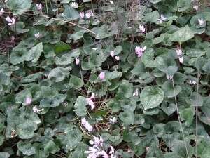 רקפות ביער ישעי. רקפות ביער ישעי.