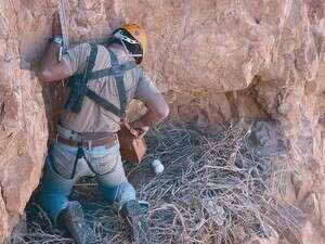 מניחים בקן את ביצי העיט שבקעו בשבי מניחים בקן את ביצי העיט שבקעו בשבי