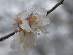 ניצני פריחה לצד מדרונות מושלגים. ניצני פריחה לצד מדרונות מושלגים.