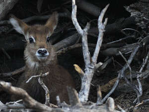 הסתתר בסבך ענפים וגזם הסתתר בסבך ענפים וגזם