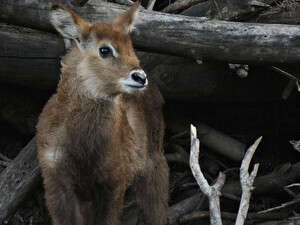 קובוס מים, אנטילופה ביישנית קובוס מים, אנטילופה ביישנית