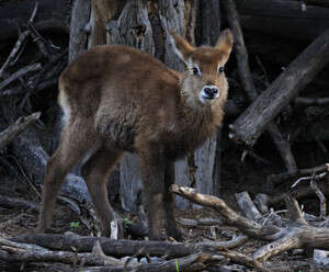 יגיע למשקל 200 קילוגרם יגיע למשקל 200 קילוגרם