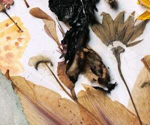 ���� ����