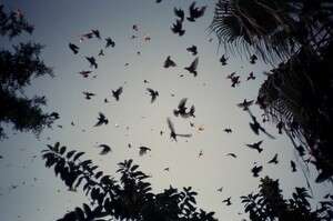 ���� �������