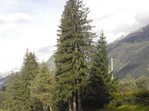 נוף מרהיב ומיקום אסטרטגי. העיירה שאמוני נוף מרהיב ומיקום אסטרטגי. העיירה שאמוני