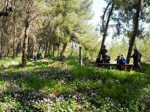 יער המלאכים. יער המלאכים.