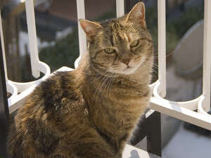 �'����. ���� ����� ��