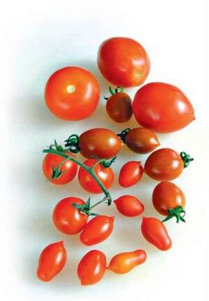 עגבניות עגבניות