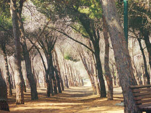 ������� ���� �� ����� ����� �-50